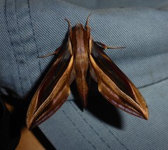 Xylophanes pyrrhus