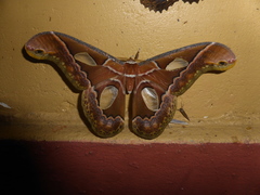 Rothschildia aricia