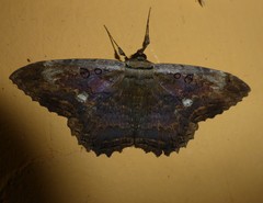 Feigeria claricostata