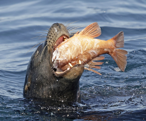 Photo of bocaccio (Sebastes paucispinis)