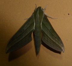 Xylophanes rhodochlora