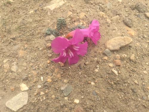 Incarvillea younghusbandii