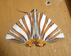 Pityeja histrionaria