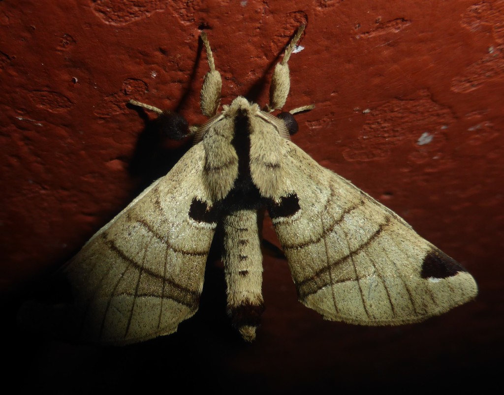 Apatelodes diana