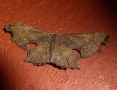 Crypsicoela subocellata