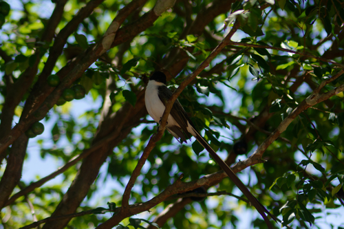 Fork-tailed Flycatcher