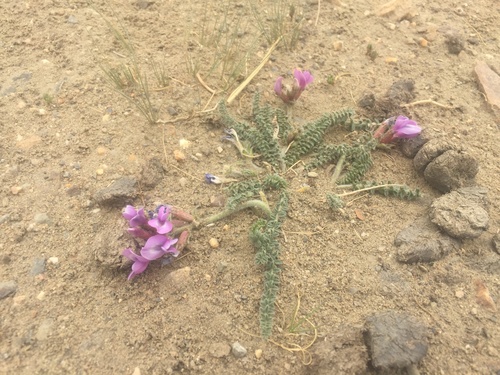 Small Leaved Locoweed