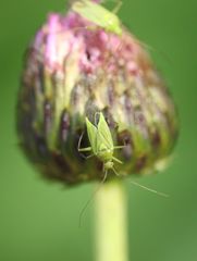 Closterotomus
