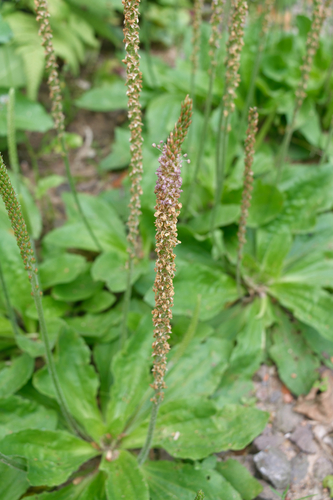 Swamp plantain