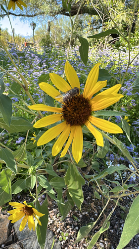 Unknown species found near Pima County, US-AZ, US