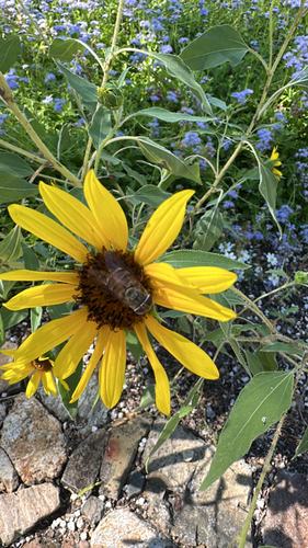 Unknown species found near Pima County, US-AZ, US