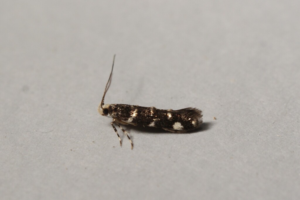 Eteobalea sumptuosella