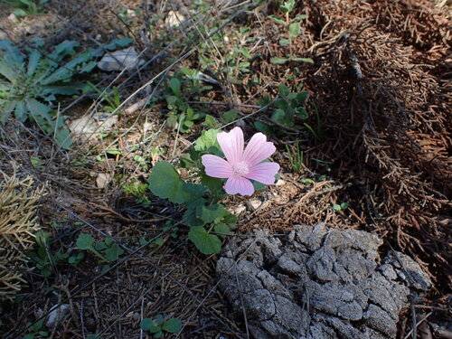 Spanish mallow (Malva hispanica)