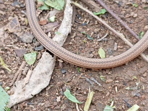 Ridgehead Snake (Manolepis putnami)
