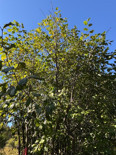 Baltalksnis nuotrauka