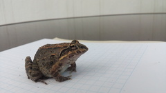 Leptodactylus ventrimaculatus