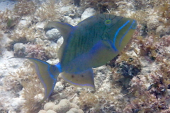 Balistes vetula