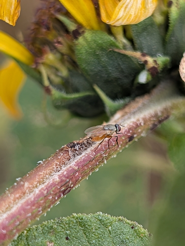 Unknown species found near Greenhouse D - Conservatory, Manhattan, KS 66502, USA