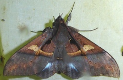 Ischyja manlioides