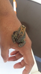 Leptodactylus ventrimaculatus