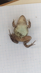 Leptodactylus ventrimaculatus