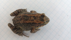 Leptodactylus ventrimaculatus