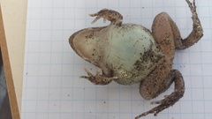 Leptodactylus ventrimaculatus