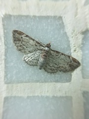 Eupithecia costalis