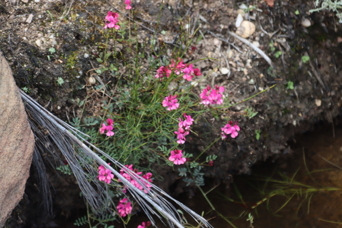 Ground Longstalk Indigo (Indigofera humifusa)