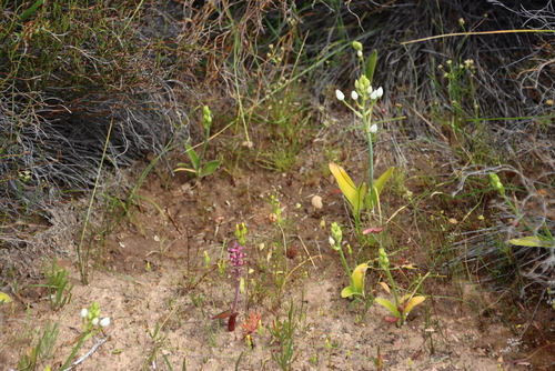 Palerim Viooltjie (Lachenalia membranacea)