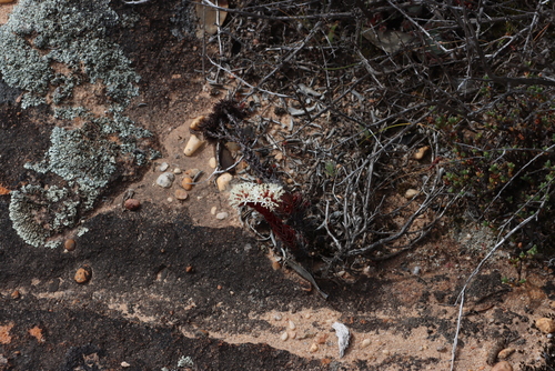 Crassula alpestris