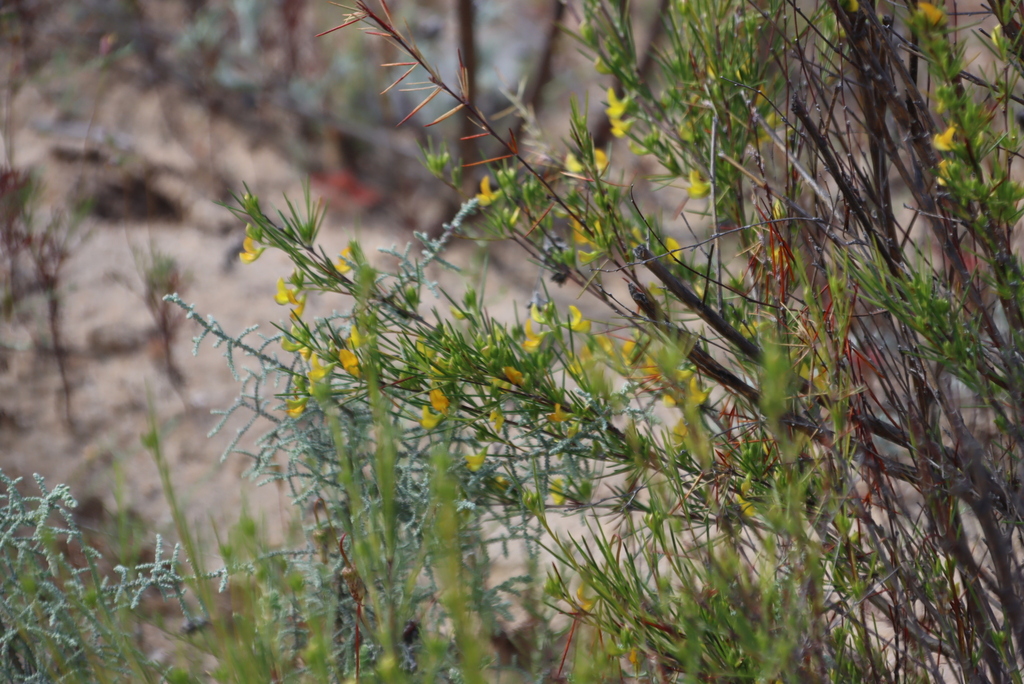 Aspalathus linearis; photograph (c) Tony Rebelo, some rights reserved (CC BY-SA)