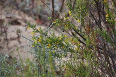 Aspalathus linearis