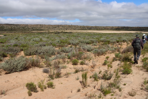 Rooibos Tea (Aspalathus linearis)