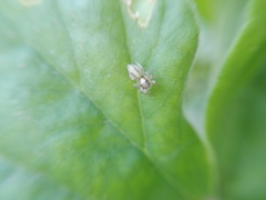 Megafreya sutrix
