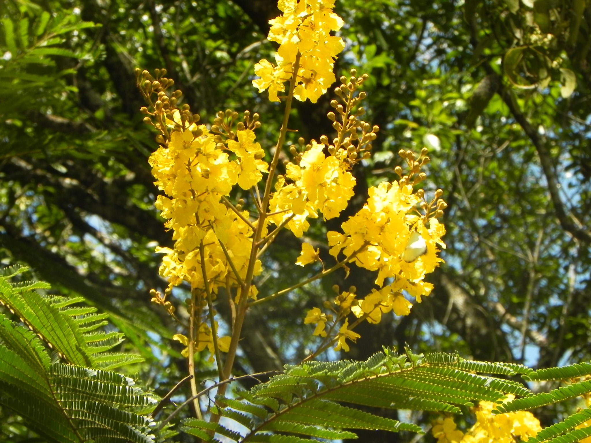 Peltophorum dubium