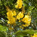 Yellow Poinciana - Photo (c) Eric Fischer Rempe, some rights reserved (CC BY-NC), uploaded by Eric Fischer Rempe