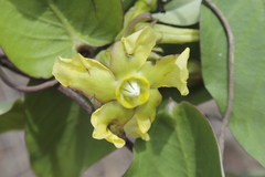 Prestonia mollis