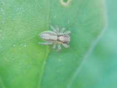 Megafreya sutrix