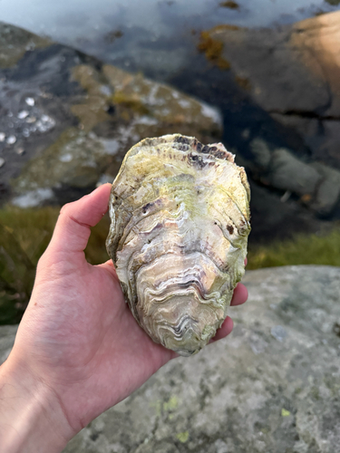 Magallana gigas