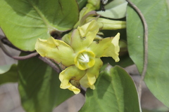 Prestonia mollis