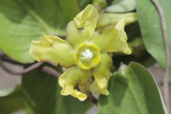 Prestonia mollis