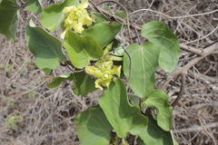 Prestonia mollis