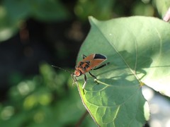 Graptostethus incomptus