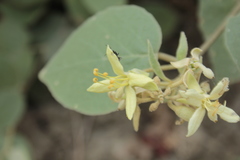 Capparicordis crotonoides