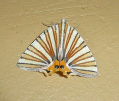 Pityeja histrionaria