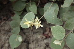 Capparicordis crotonoides