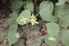 Capparicordis crotonoides