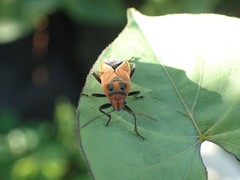 Graptostethus incomptus