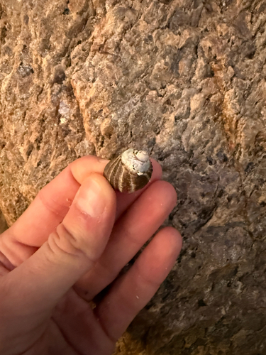 Littorina littorea